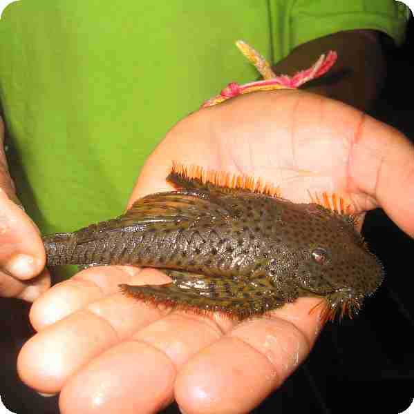 L244 Emerald Flyer Pleco - 4"